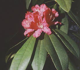 Rhododendron Broughtonii
