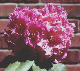 Rhododendron Countess of Derby