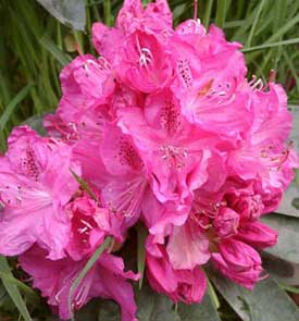 Rhododendron Cynthia