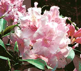 Rhododendron Pink Pearl
