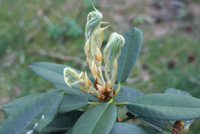 Anna Rose Whitney with new leaves/branches