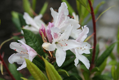 Rhododendron annae flowers