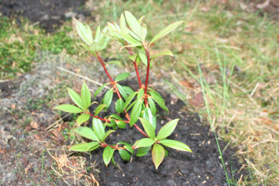 Rhododendron annae