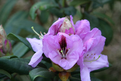 Rhododendron Arthur Bedford blooming