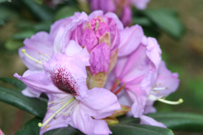 Rhododendron Arthur Bedford flowers