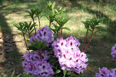 Rhododendron Arthur Bedford, new branches 20th may