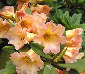 Rhododendron Goldsworth Orange