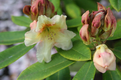 Rhododendron Bernstein blooming