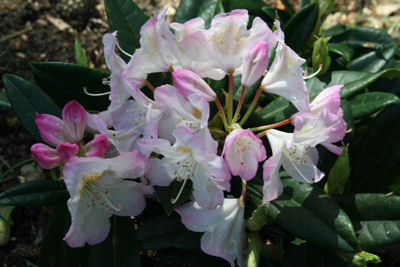 Rhododendron Brigitte
