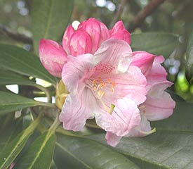 Rhododendron Insigne