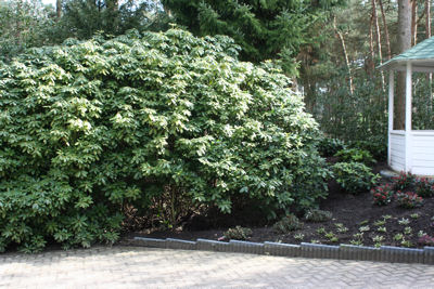 Catawbiense along a path