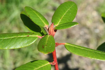 Rhododendron cerasinum