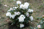 Cunningham's White