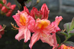 Berry Rose