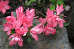Blaauw's Pink