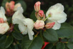 Cowslip