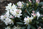 Cunningham's White
