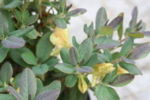 Lepidostylum