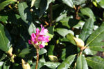 Ponticum Roseum