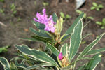 Ponticum Variegatum