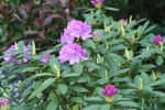 Roseum Elegans