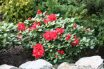 Scarlet Wonder