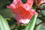 Rhododendron Tortoise orange