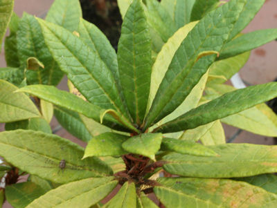 Rhododendron Crinigerum