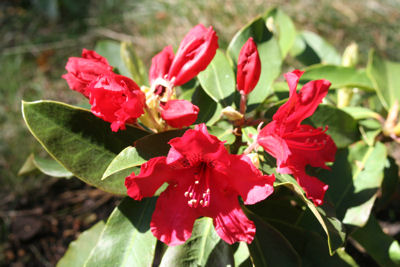 Rhododendron Doncaster blooming