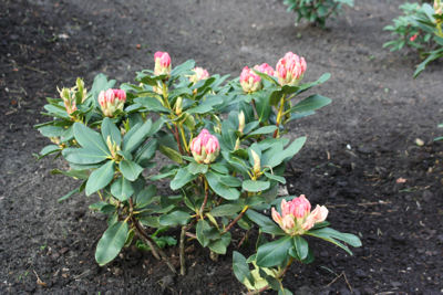 Rhododendron Ehrengold blooming