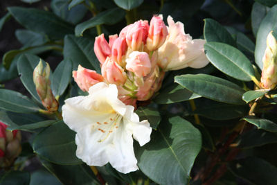 Rhododendron Ehrengold flowers