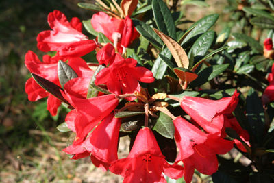 Rhododendron Elihem flowers