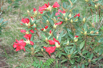 Rhododendron Elihem blooming