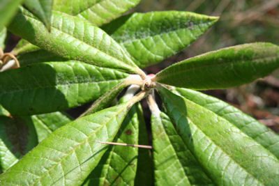 Rhododendron floribundum