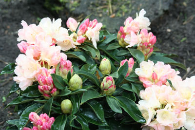 Golden Torch flowers
