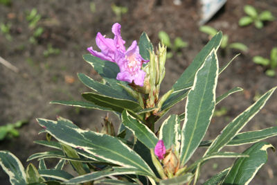 Ponticum Variegatum