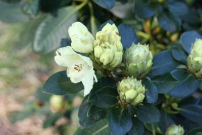 Rhododendron Goldkrone blooming