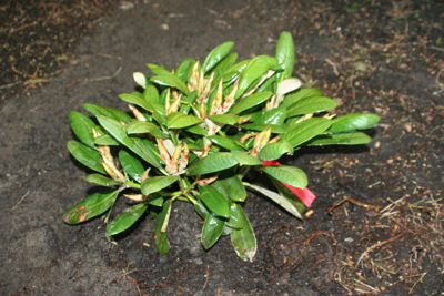 Rhododendron Greeat Dane
