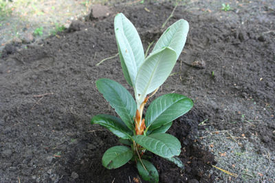 Rhododendron hodgsonii