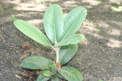Rhododendron hodgsonii