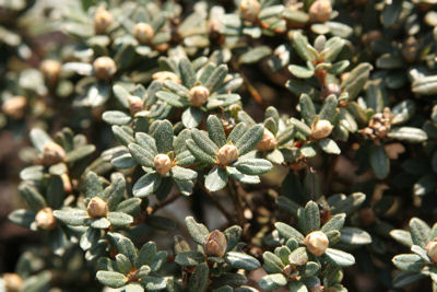 Rhododendron impeditum buds