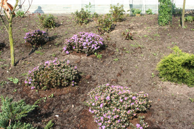 Rhododendron impeditum blooming