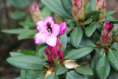 Rhododendron Kokardia blooming