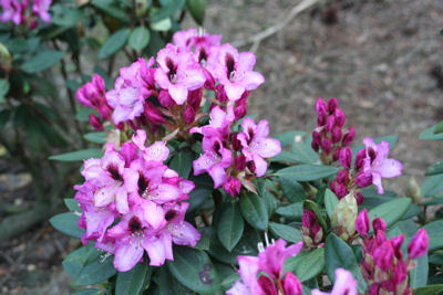 Rhododendron Kokardia flower