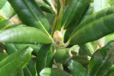 Rhododendron Lorely