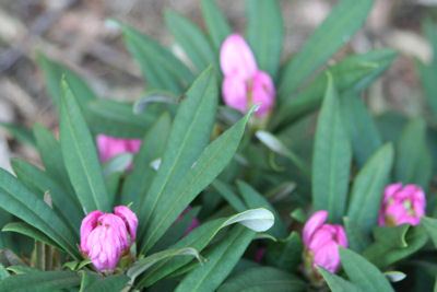 Rhododendron makinoi blooming