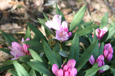 Rhododendron makino flowers