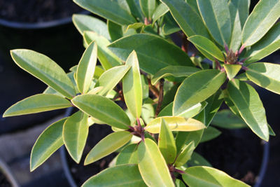 Rhododendron Marie Forte