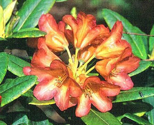 Rhododendron dichroanthum