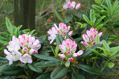 Rhododendron Picotee flower
